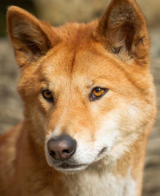 Project Dingoes